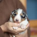 CHIOT BERGER AUSTRALIEN RUSSELL SOCIALISATION OPTIMALE EVEIL