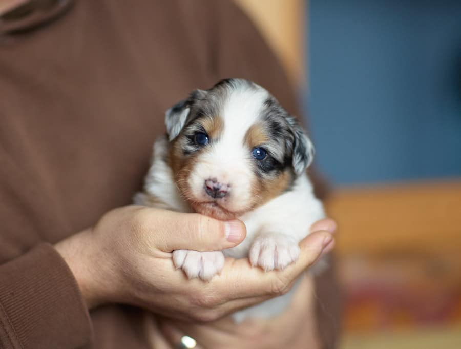 CHIOT BERGER AUSTRALIEN RUSSELL SOCIALISATION OPTIMALE EVEIL