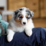 CHIOT BERGER AUSTRALIEN RUSSELL SOCIALISATION OPTIMALE EVEIL