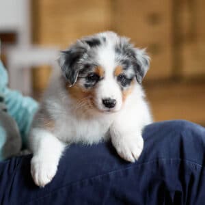 CHIOT BERGER AUSTRALIEN RUSSELL SOCIALISATION OPTIMALE EVEIL