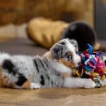 CHIOT BERGER AUSTRALIEN RUSSELL SOCIALISATION OPTIMALE EVEIL