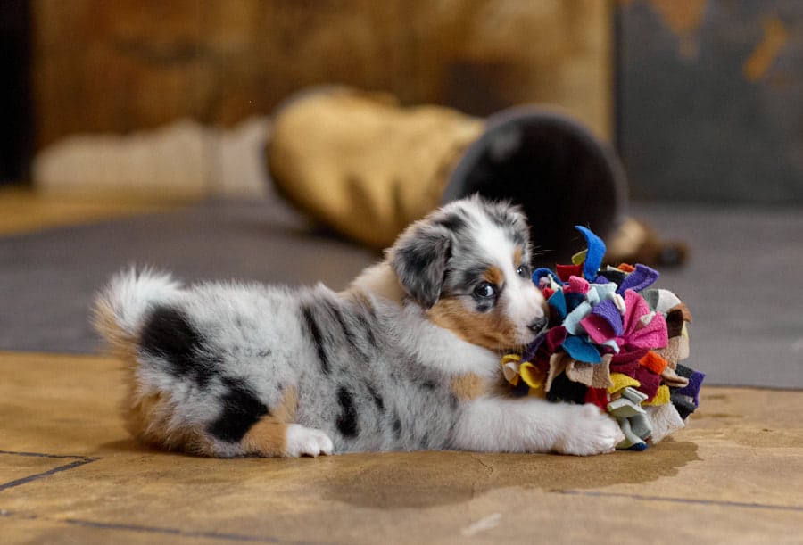 CHIOT BERGER AUSTRALIEN RUSSELL SOCIALISATION OPTIMALE EVEIL