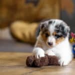 CHIOT BERGER AUSTRALIEN RUSSELL SOCIALISATION OPTIMALE EVEIL