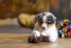 CHIOT BERGER AUSTRALIEN RUSSELL SOCIALISATION OPTIMALE EVEIL