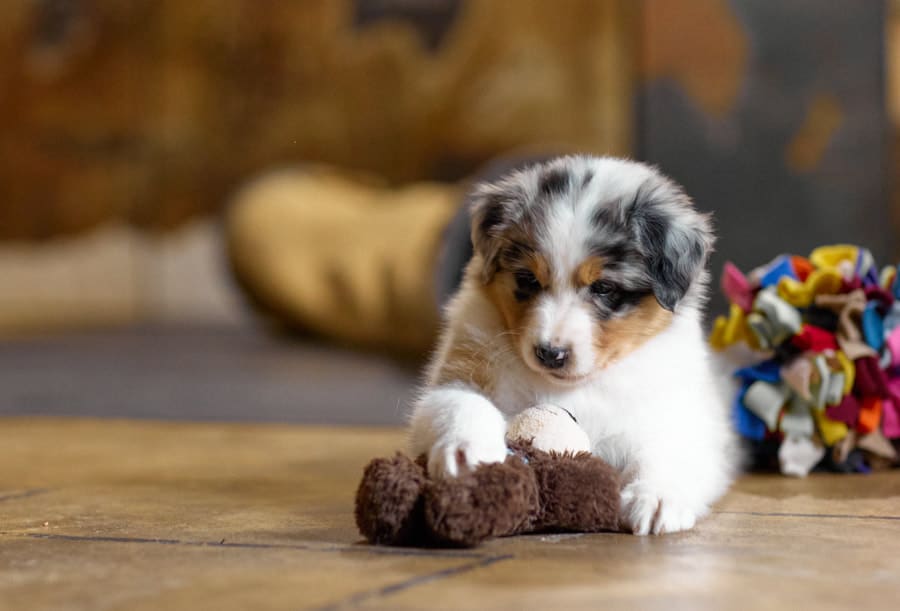 CHIOT BERGER AUSTRALIEN RUSSELL SOCIALISATION OPTIMALE EVEIL