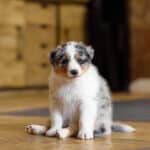 CHIOT BERGER AUSTRALIEN RUSSELL SOCIALISATION OPTIMALE EVEIL