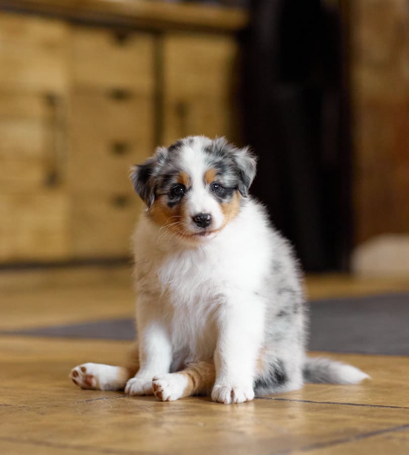 CHIOT BERGER AUSTRALIEN RUSSELL SOCIALISATION OPTIMALE EVEIL