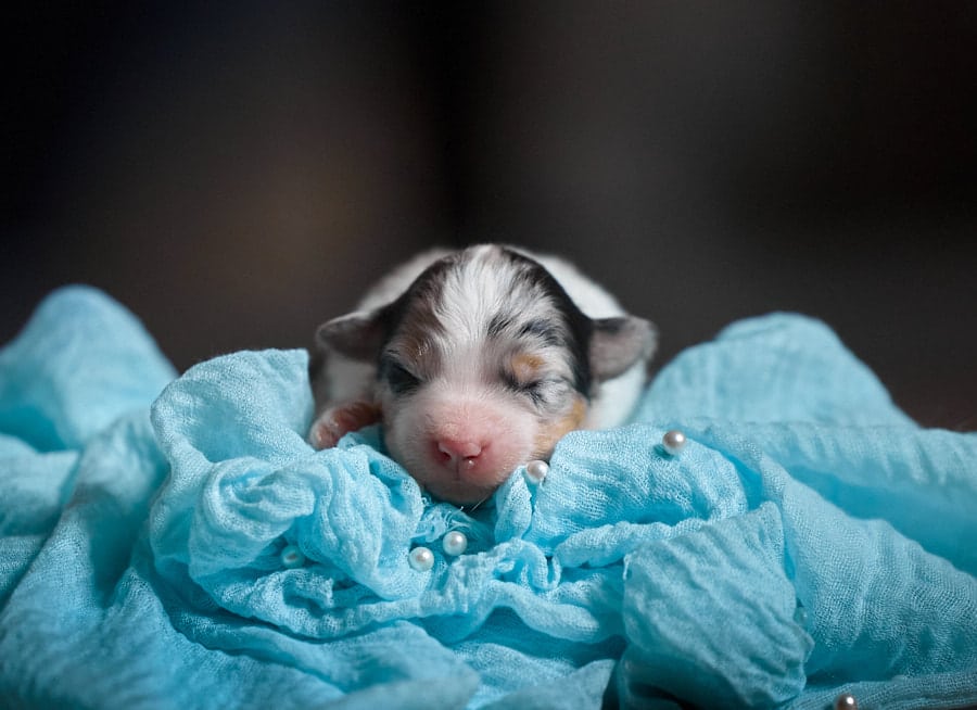 CHIOT BERGER AUSTRALIEN RUSSELL SOCIALISATION OPTIMALE EVEIL