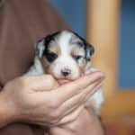 CHIOT BERGER AUSTRALIEN RUSSELL SOCIALISATION OPTIMALE EVEIL