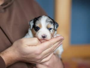 CHIOT BERGER AUSTRALIEN RUSSELL SOCIALISATION OPTIMALE EVEIL