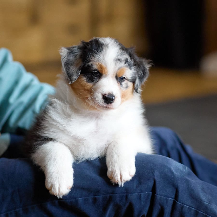 CHIOT BERGER AUSTRALIEN RUSSELL SOCIALISATION OPTIMALE EVEIL