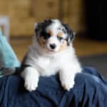 CHIOT BERGER AUSTRALIEN RUSSELL SOCIALISATION OPTIMALE EVEIL
