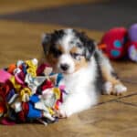 CHIOT BERGER AUSTRALIEN RUSSELL SOCIALISATION OPTIMALE EVEIL