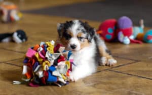 CHIOT BERGER AUSTRALIEN RUSSELL SOCIALISATION OPTIMALE EVEIL