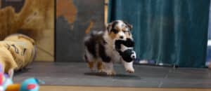 CHIOT BERGER AUSTRALIEN RUSSELL SOCIALISATION OPTIMALE EVEIL