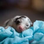 CHIOT BERGER AUSTRALIEN RUSSELL SOCIALISATION OPTIMALE EVEIL