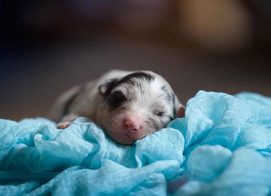 CHIOT BERGER AUSTRALIEN RUSSELL SOCIALISATION OPTIMALE EVEIL