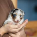 CHIOT BERGER AUSTRALIEN RUSSELL SOCIALISATION OPTIMALE EVEIL