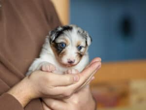 CHIOT BERGER AUSTRALIEN RUSSELL SOCIALISATION OPTIMALE EVEIL