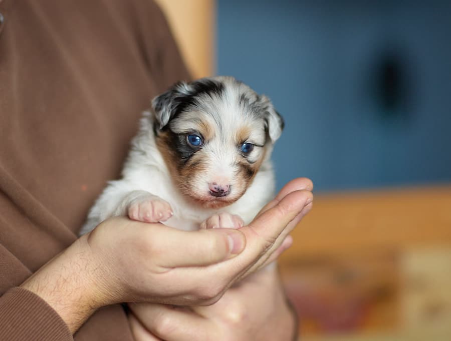 CHIOT BERGER AUSTRALIEN RUSSELL SOCIALISATION OPTIMALE EVEIL