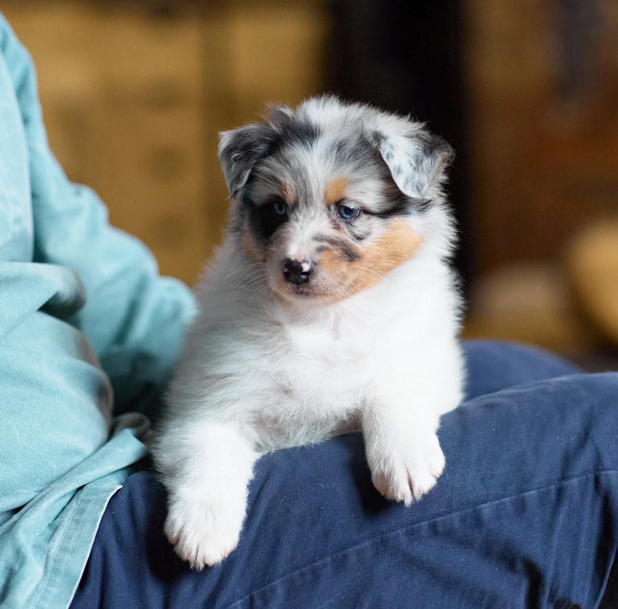 CHIOT BERGER AUSTRALIEN RUSSELL SOCIALISATION OPTIMALE EVEIL