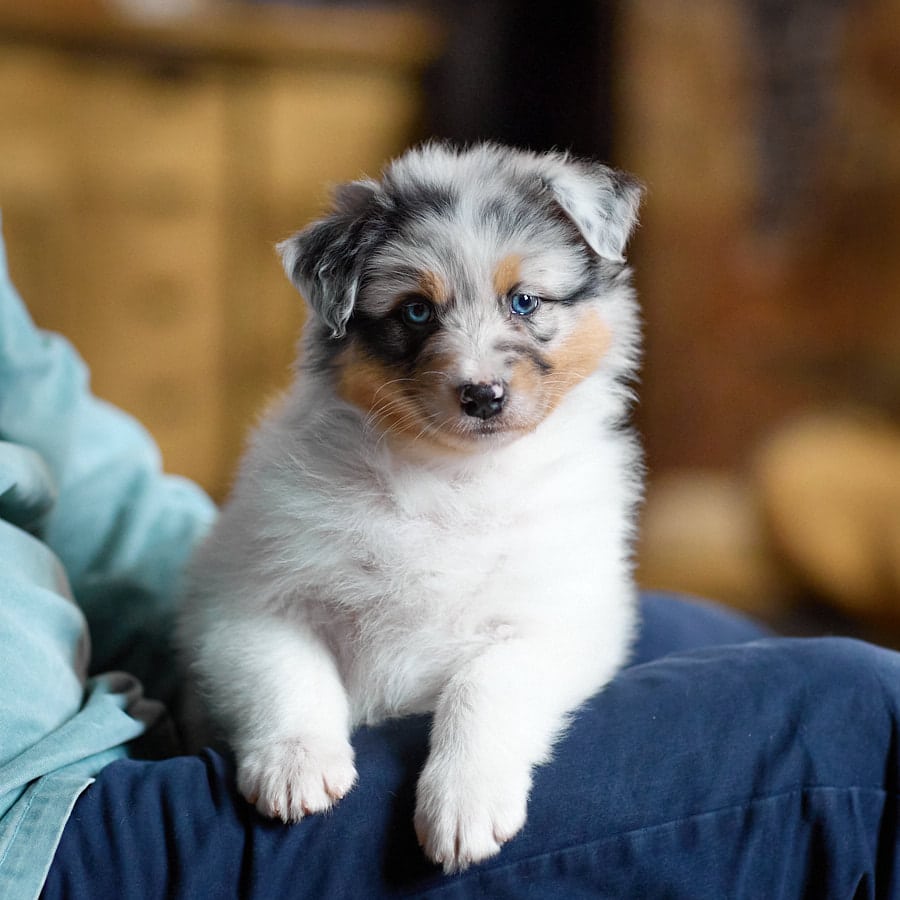 CHIOT BERGER AUSTRALIEN RUSSELL SOCIALISATION OPTIMALE EVEIL