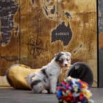 CHIOT BERGER AUSTRALIEN RUSSELL SOCIALISATION OPTIMALE EVEIL