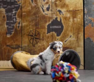 CHIOT BERGER AUSTRALIEN RUSSELL SOCIALISATION OPTIMALE EVEIL