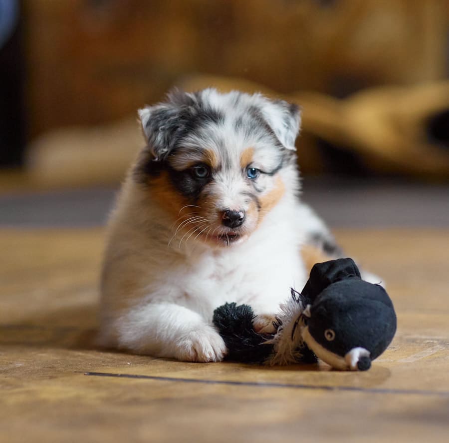 CHIOT BERGER AUSTRALIEN RUSSELL SOCIALISATION OPTIMALE EVEIL