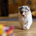 CHIOT BERGER AUSTRALIEN RUSSELL SOCIALISATION OPTIMALE EVEIL