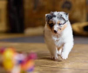 CHIOT BERGER AUSTRALIEN RUSSELL SOCIALISATION OPTIMALE EVEIL