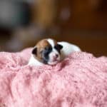 CHIOT JACK RUSSELL SOCIALISATION OPTIMALE EVEIL