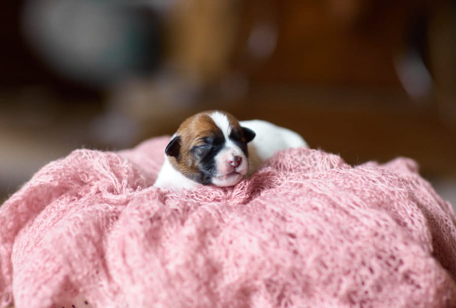 CHIOT JACK RUSSELL SOCIALISATION OPTIMALE EVEIL