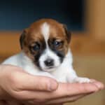 CHIOT JACK RUSSELL SOCIALISATION OPTIMALE EVEIL