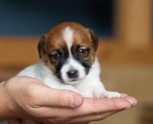 CHIOT JACK RUSSELL SOCIALISATION OPTIMALE EVEIL