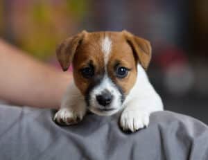 CHIOT JACK RUSSELL SOCIALISATION OPTIMALE EVEIL