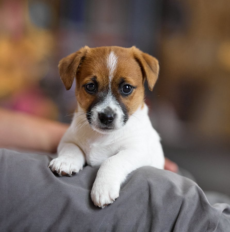 CHIOT JACK RUSSELL SOCIALISATION OPTIMALE EVEIL 