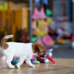 CHIOT JACK RUSSELL SOCIALISATION OPTIMALE EVEIL