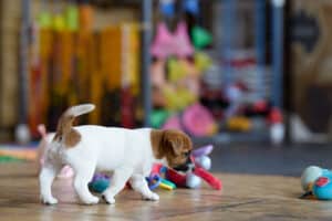CHIOT JACK RUSSELL SOCIALISATION OPTIMALE EVEIL