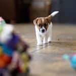 CHIOT JACK RUSSELL SOCIALISATION OPTIMALE EVEIL