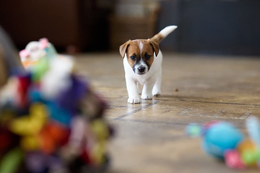 CHIOT JACK RUSSELL SOCIALISATION OPTIMALE EVEIL