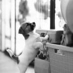 CHIOT JACK RUSSELL SOCIALISATION OPTIMALE EVEIL