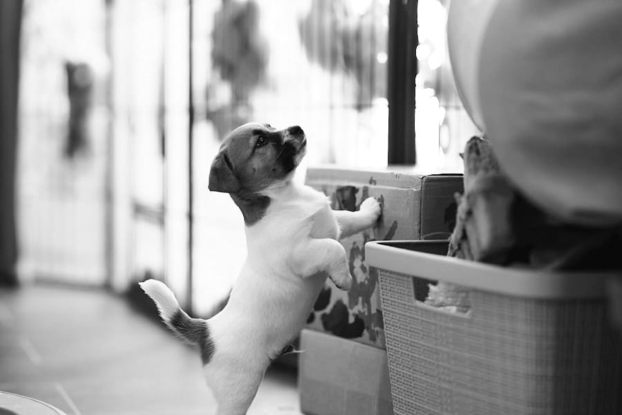 CHIOT JACK RUSSELL SOCIALISATION OPTIMALE EVEIL