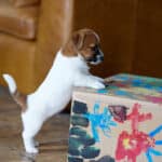 CHIOT JACK RUSSELL SOCIALISATION OPTIMALE EVEIL