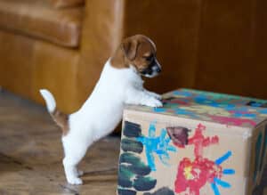 CHIOT JACK RUSSELL SOCIALISATION OPTIMALE EVEIL