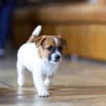 CHIOT JACK RUSSELL SOCIALISATION OPTIMALE EVEIL