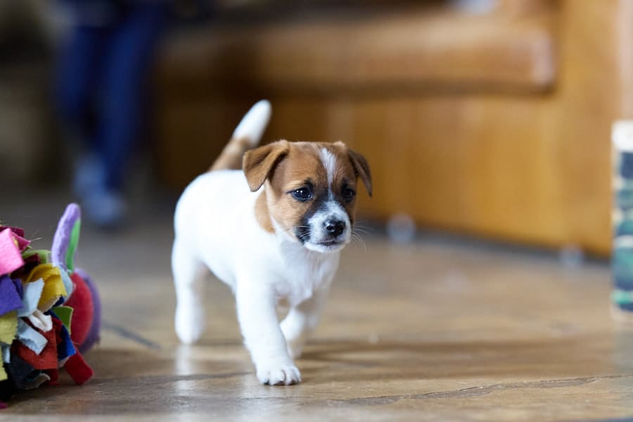 CHIOT JACK RUSSELL SOCIALISATION OPTIMALE EVEIL