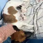 chiot jack russell terrier sociabilisé sociabilisation socialisation elevage familial