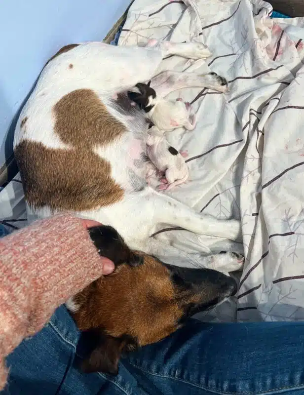 chiot jack russell terrier sociabilisé sociabilisation socialisation elevage familial