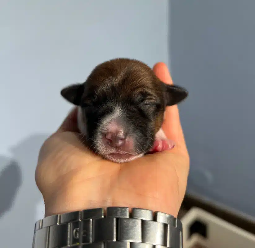 chiot jack russell terrier sociabilisé sociabilisation socialisation elevage familial